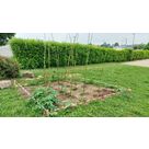 Cr&eacute;ation d'un potager