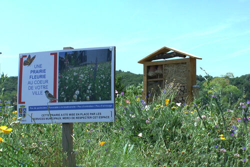 Prairie fleurie