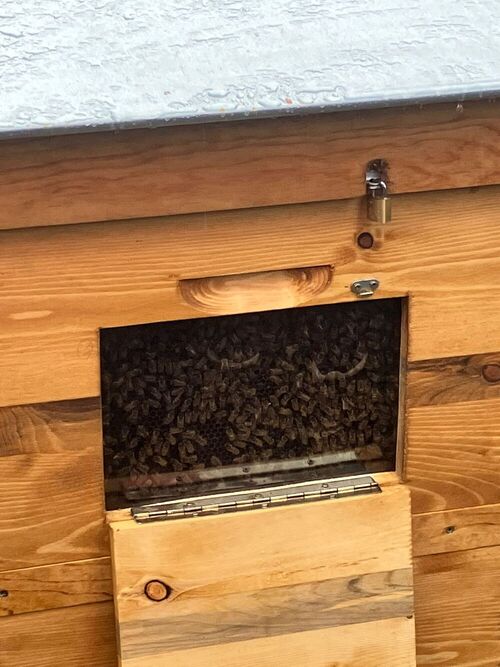 Ruche &agrave; l'&eacute;cole Pasteur