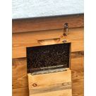 Ruche &agrave; l'&eacute;cole Pasteur